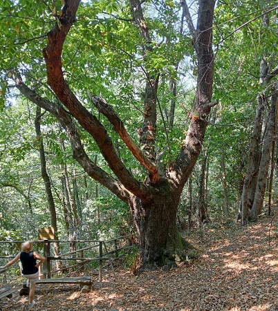 Sulla strada tra Gua e Tina si trova una deviazione per la Fonte del Castagno: a poche centinaia di metri dal bivio, troverete una meravigliosa zona all’ombra dei castagni, un’area pic-nic e un castagno bicentenario.