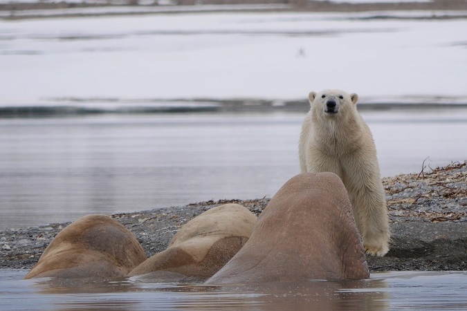 Le Svalbard sono il regno dell'orso polare.