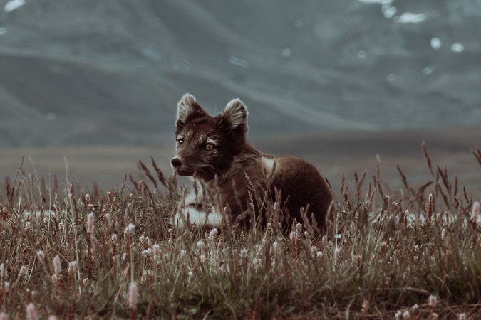 La volpe artica abita l'arcipelago delle Svalbard.