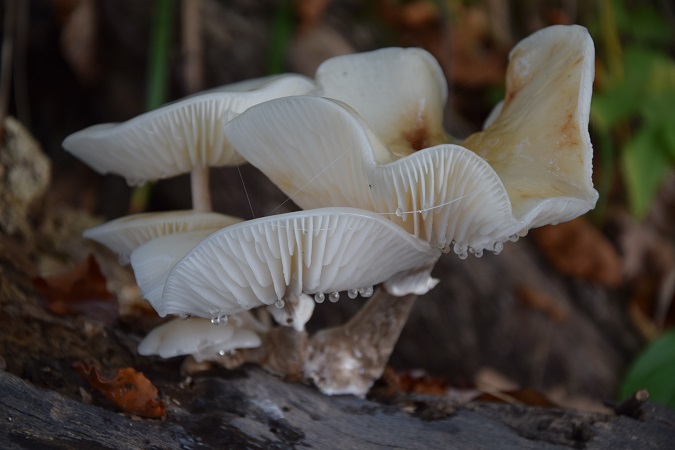 In autunno il profumo di funghi invade il sottobosco che circonda i laghi di Plitvice.