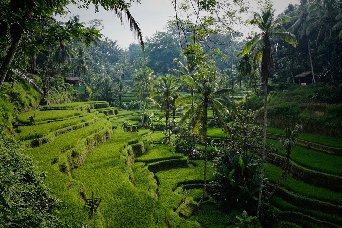 I terrazzamenti delle risaie sono un elemento distintivo del paesaggio di Bali.