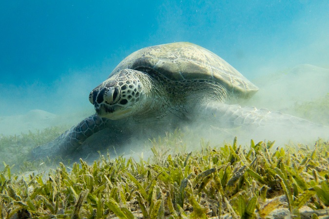 La baia di Abu Dabbab, 30 km a nord di Marsa Alam, è conosciuta anche come la Baia delle tartarughe.