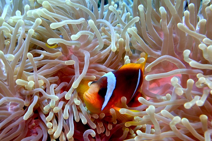 Egitto, Marsa Alam: una destinazione celebre tra gli appassionati di immersioni.