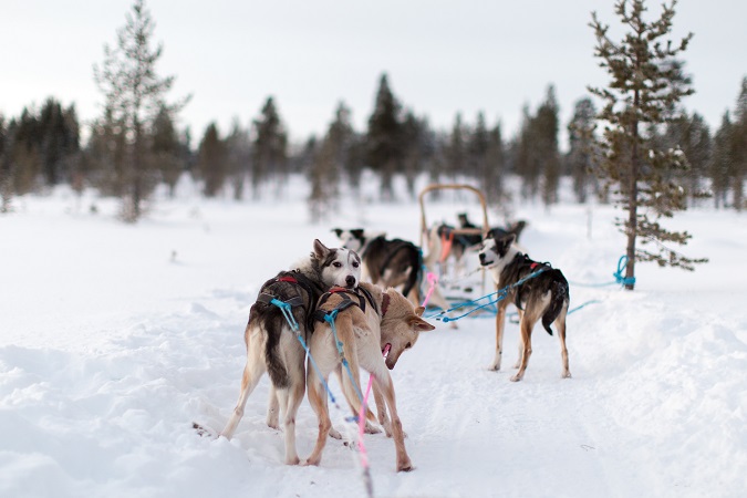 Nel nostro viaggio in Lapponia faremo una giornata di escursione con le slitte trainate dai cani.