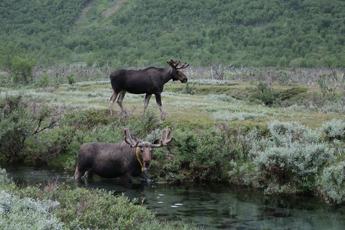 Kiruna è una delle più conosciute della Lapponia svedese, famosa come luogo di partenza delle escursioni guidate per avvistare le renne.