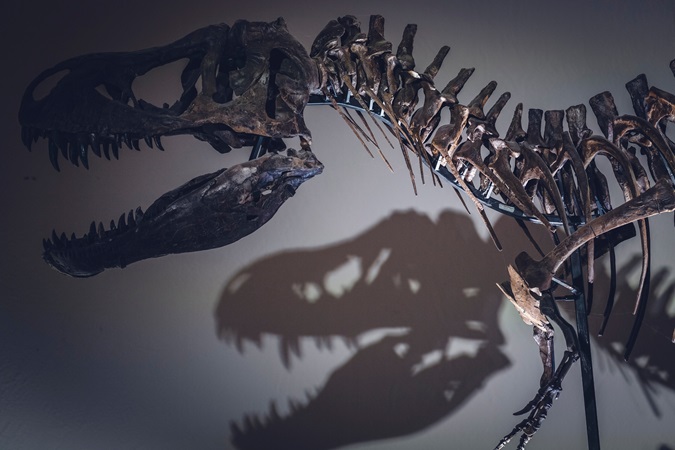 Gli scheletri dei dinosauri tra le sale espositive dei musei scientifici.