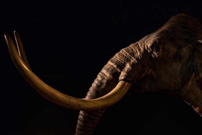La testa di un elefante in esposizione in un museo scientifico.