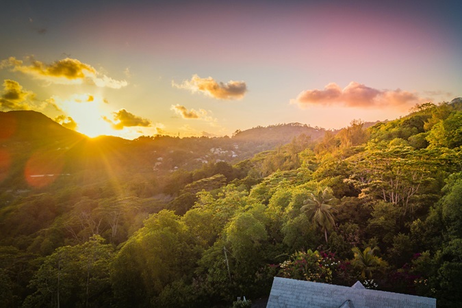 La foresta è anche una straordinaria farmacia naturale che gli abitanti delle Seychelles utilizzano da secoli per curarsi dai malanni meno gravi.