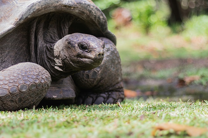 Sono le Seychelles, non le Galapagos, a ospitare la massima concentrazione di tartarughe giganti della Terra.