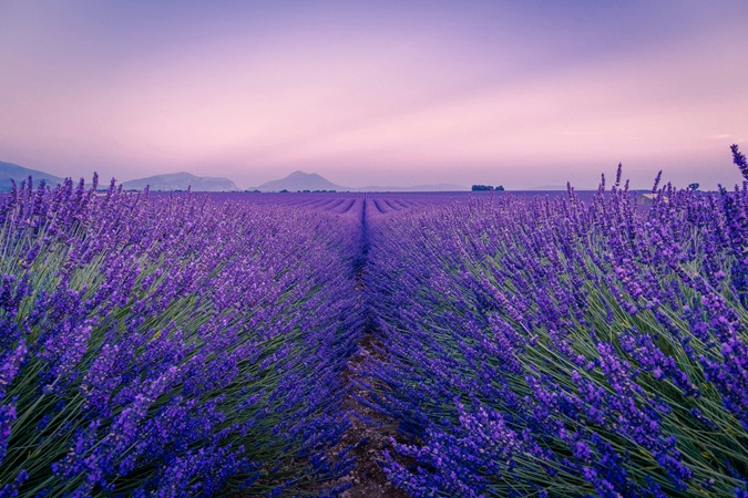 L’atmosfera della Provenza è particolare, a partire dagli sterminati campi di lavanda.