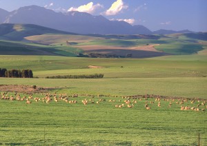 Hermanus - Gansbaai - Knysna.jpg