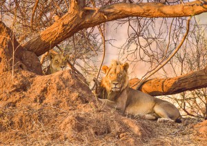 Amakhala Private Game Reserve.jpg