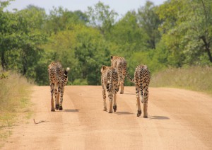 Safari Presso Olinfant River.jpg