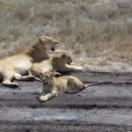 Leonessa con i cuccioli (foto di Adriana Gandiglio)