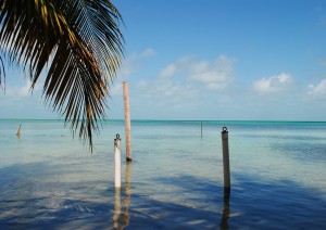 Flores - San Pedro Ambergris (belize).jpg