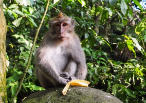 Kuala Lumpur - Cameron Highlands.jpg