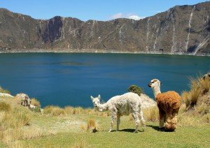 Lasso - Mercato Andino - Quilotoa - Riobamba.jpg