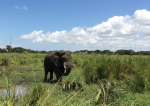 Murchison Falls National Park - Kampala.jpg