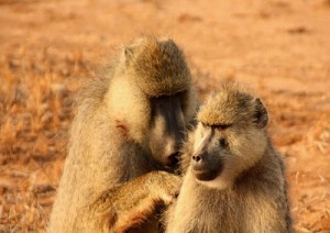 Arrivo Al Selous Game Reserve.jpg