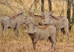 Selous Game Reserve.jpg