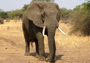 Selous Game Reserve (volo) Parco Nazionale Del Ruaha.jpg