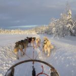 Safari in slitta trainata da husky