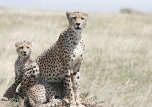 Arusha - Parco Del Tarangire.jpg