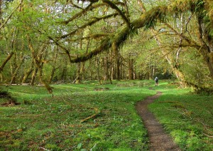 Seattle - Olympic National Park - Lake Quinault (235 Km / 2h 35min).jpg