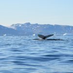 Coda di balena nel fiordo di Sermilik