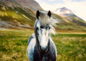 Keflavík (volo) Italia.jpg