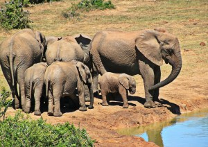 Kruger National Park.jpg