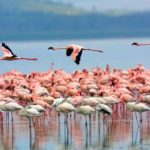 Lago Nakuru