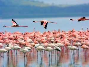 Lago Nakuru