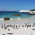 La colonia di pinguini di Boulders Beach