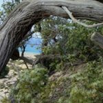 Albero forgiato dal maestrale