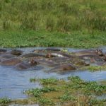 Ippopotami nel Ngorongoro