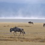 Gnu nel cratere del Ngorongoro