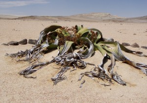 Sossusvlei - Swakopmund (370 Km / 4h 40min).jpg