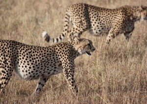 Etosha National Park.jpg