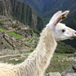 Lama al Machu Picchu