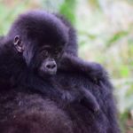 Una famiglia di gorilla