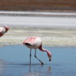 La laguna Chaxa, uno dei luoghi migliori per osservare i fenicotteri rosa