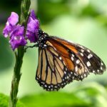 Il 18% delle specie di farfalle mondiali si trova in Costa Rica