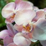 Molte specie di orchidee sono originarie del Costa Rica