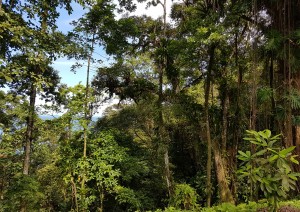 Isla Bastimentos.jpg