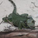 iguana