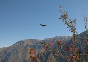 Plaza De Chivay/colca Canyon - Puno.jpg