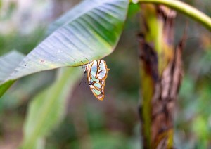 Puerto Maldonado - Tambopata - Foresta Amazzonica.jpg