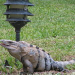 Iguana