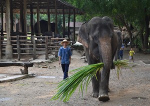 Chiang Mai.jpg